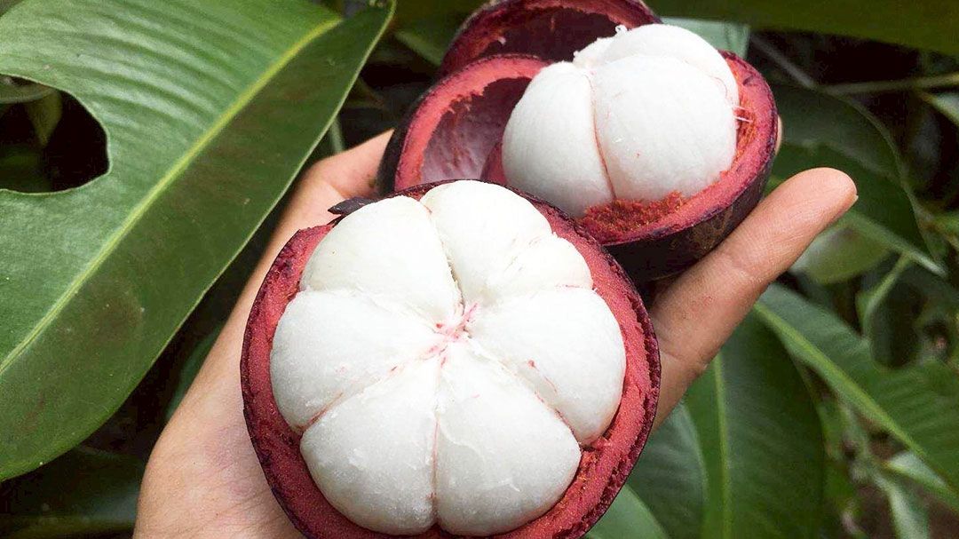 ขึ้นทะเบียน ‘มังคุดในสายหมอกเบตง’ สินค้า GI จังหวัดยะลา สร้างรายได้กว่า 62 ล้าน