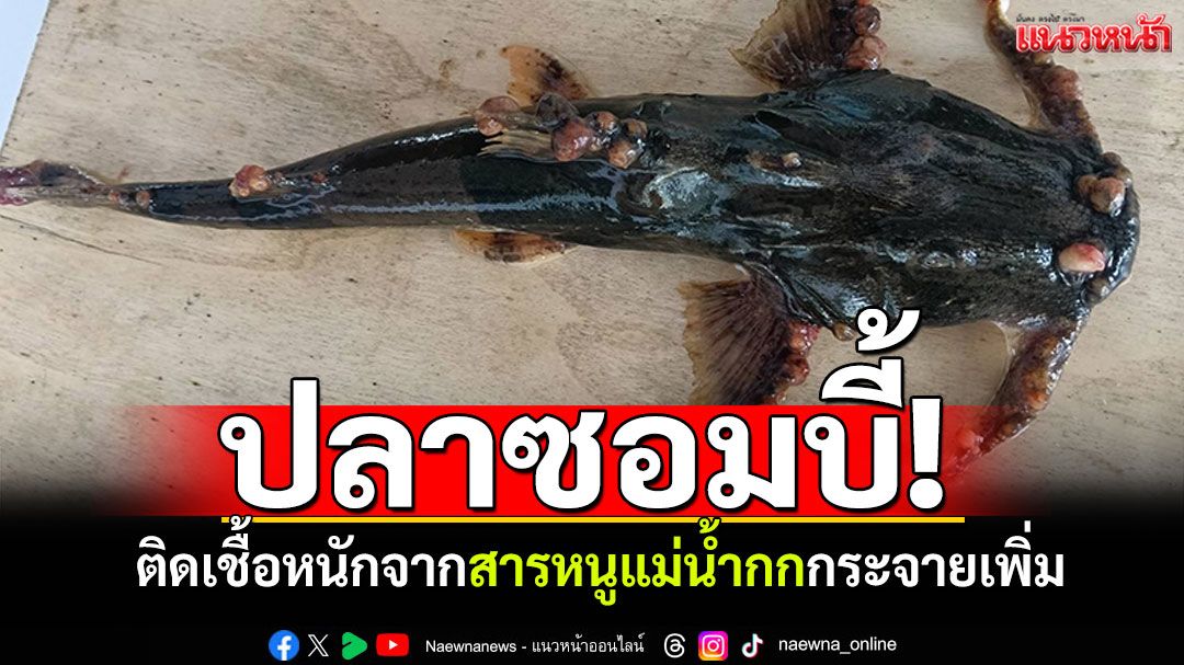 สงสารปลาติดเชื้อหนัก! สารหนู'แม่น้ำกก'กระจายเพิ่ม วอนรัฐเจรจาปิดเหมืองว้า