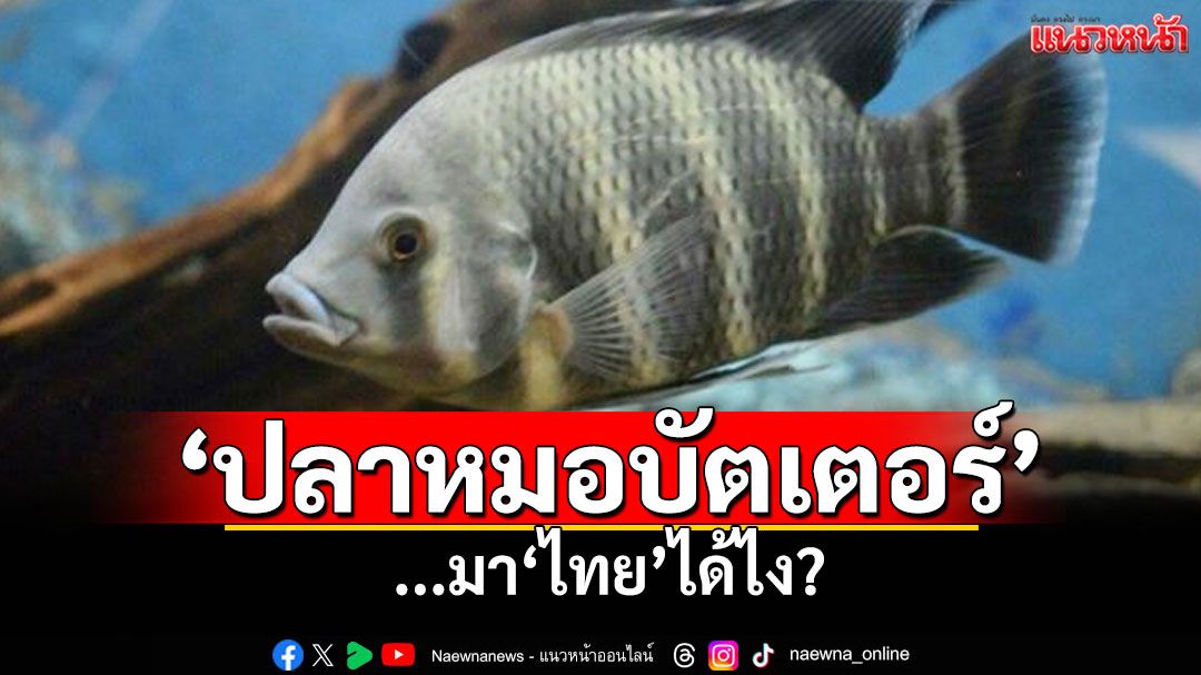 'ปลาหมอบัตเตอร์' ...มาไทยได้ไง?