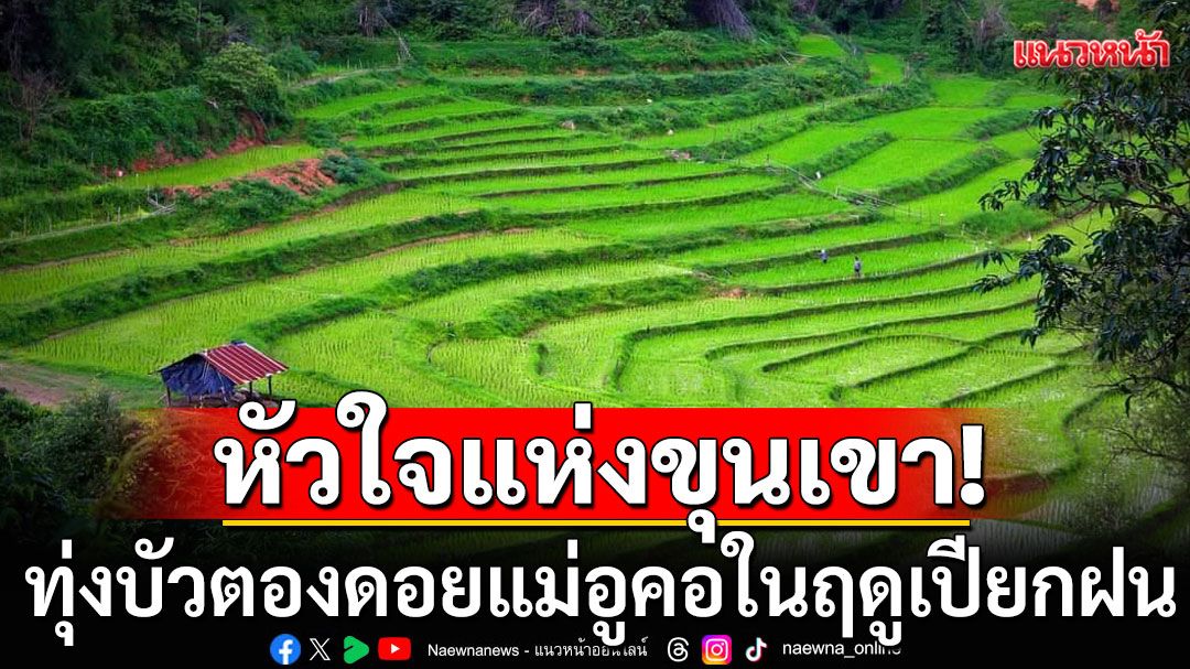 ม่านฝนสายหมอกและหัวใจแห่งขุนเขา #ทุ่งบัวตองดอยแม่อูคอในฤดูเปียกฝน