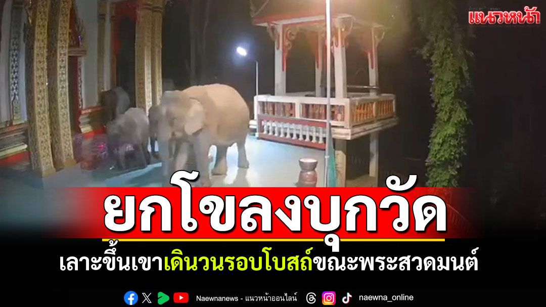 เจริญพร! โขลงช้างป่าบุกวัด! เดินเลาะเขาขึ้นมาบนโบสถ์ ขณะพระสวดมนต์นั่งสมาธิ
