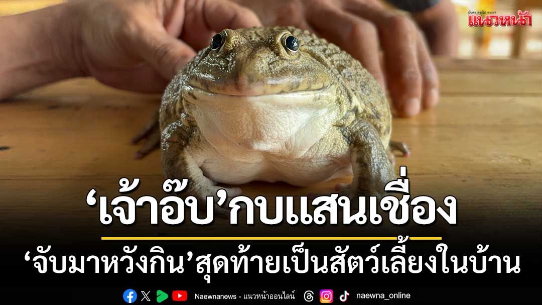 ‘เจ้าอ๊บ’กบนาแสนเชื่อง ‘จับมาหวังกิน’ สุดท้ายเป็นสัตว์เลี้ยงในบ้าน