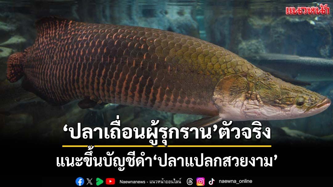 ปลาแปลกสวยงาม‘ปลาเถื่อนผู้รุกราน’ตัวจริง ต้องขึ้นบัญชีดำ ผิดกฎหมายทั้งห่วงโซ่