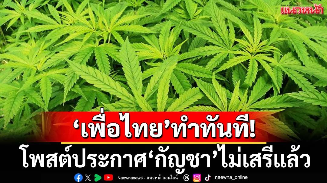ทำทันที! ‘เพื่อไทย’ขัดใจสายเขียว โพสต์ประกาศ‘กัญชา’ไม่เสรีอีกต่อไป