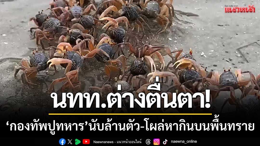 นทท.ต่างตื่นตา! ‘กองทัพปูทหาร’นับล้านตัว-โผล่ขึ้นมาหากินบนพื้นทราย
