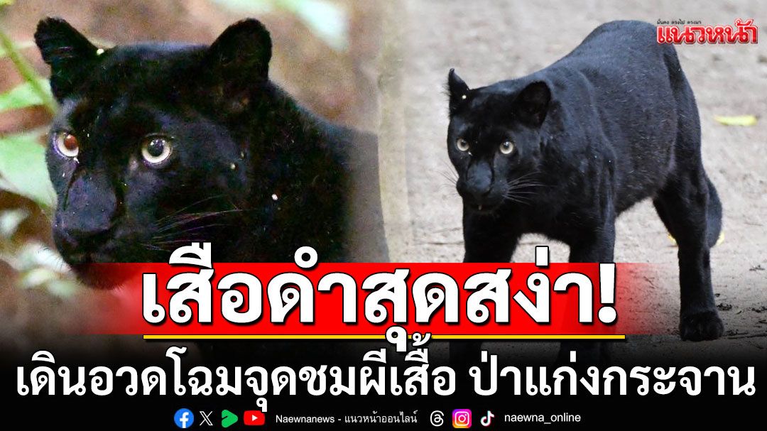 สุดสง่า! 'เสือดำ'เดินอวดโฉมจุดชมผีเสื้อ ป่าแก่งกระจาน ตอกย้ำความอุดมสมบูรณ์