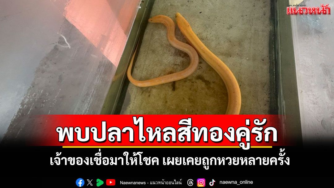 ฮือฮา!พบ'ปลาไหลสีทองคู่รัก'เชื่อมาให้โชค เผยหลังเลี้ยงมาเคยถูกหวยหลายครั้ง