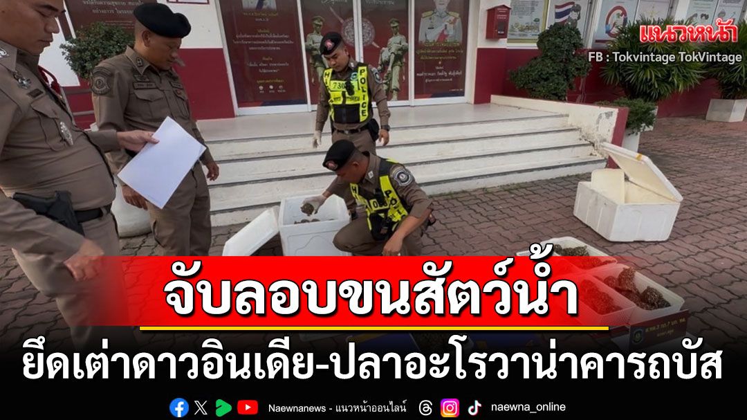 จับลอบขนเต่าดาวอินเดีย-ปลาอะโรวาน่าคารถบัส