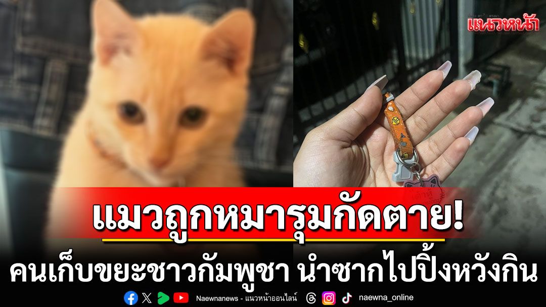 เจ้าของใจสลาย! แมวถูกหมารุมกัดตาย ซ้ำลุงเก็บขยะชาวกัมพูชา นำซากไปปิ้งหวังประกอบอาหาร