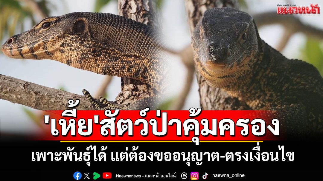รู้ยัง!? 'เหี้ย'เป็นสัตว์ป่าคุ้มครองเพาะพันธุ์ได้ แต่ไม่ใช่ทุกคน กรมอุทยานฯ แจงต้องขออนุญาต