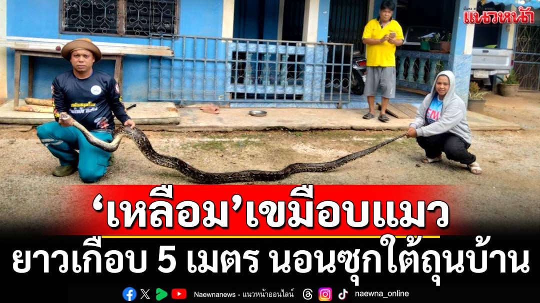 ‘งูเหลือม’ยาวเกือบ 5 เมตร เลื้อยเขมือบแมว นอนซุกใต้ถุนบ้าน