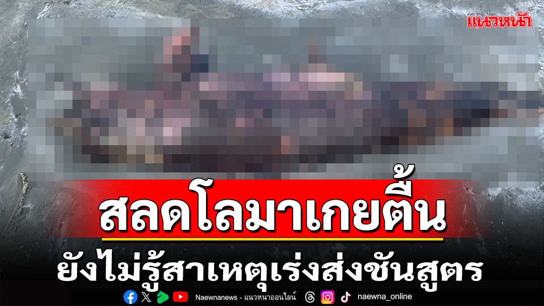 สลดโลมาเกยตื้นยังไม่รู้สาเหตุเร่งส่งชันสูตร