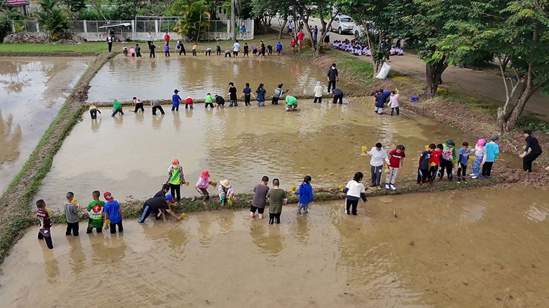 โรงเรียนปิยมาส สืบสานพระราชปณิธาน'ในหลวงรัชกาลที่ ๙' ชวนนักเรียนลงแขกดำนา