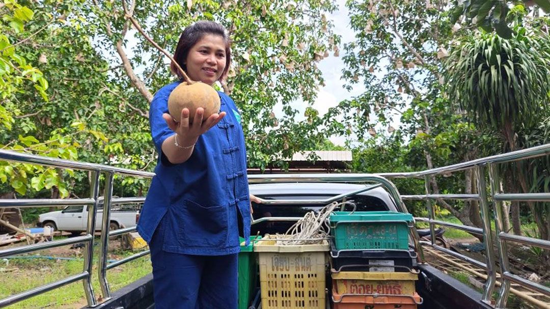 ท็อปส์ผนึกกรมการค้าภายใน-หอการค้าไทย ดึงกระท้อนสระแก้วขึ้นห้างฯ ช่วยเกษตรกรช่วงปิดด่าน