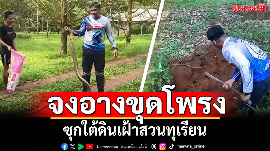ลุยเดี่ยวจับงูจงอาง! ขุดโพรงลึก ซุกตัวเฝ้าสวนทุเรียน