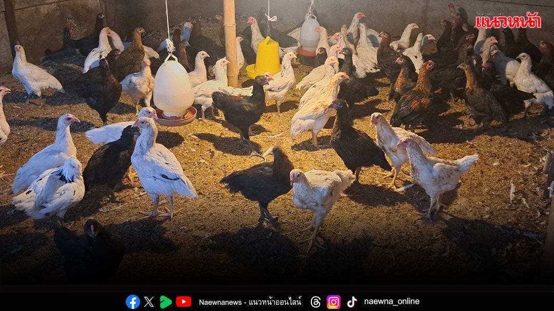 ม.นครพนม พัฒนาไก่พันธุ์ลูกผสมพื้นเมือง ‘ศรีโคตรบูรณ์’ เพิ่มทางเลือกให้เกษตรกร