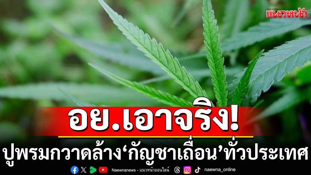 อย.ปูพรมกวาดล้าง'กัญชาเถื่อน'ทั่วประเทศ ย้ำใช้เฉพาะทางการแพทย์เท่านั้น