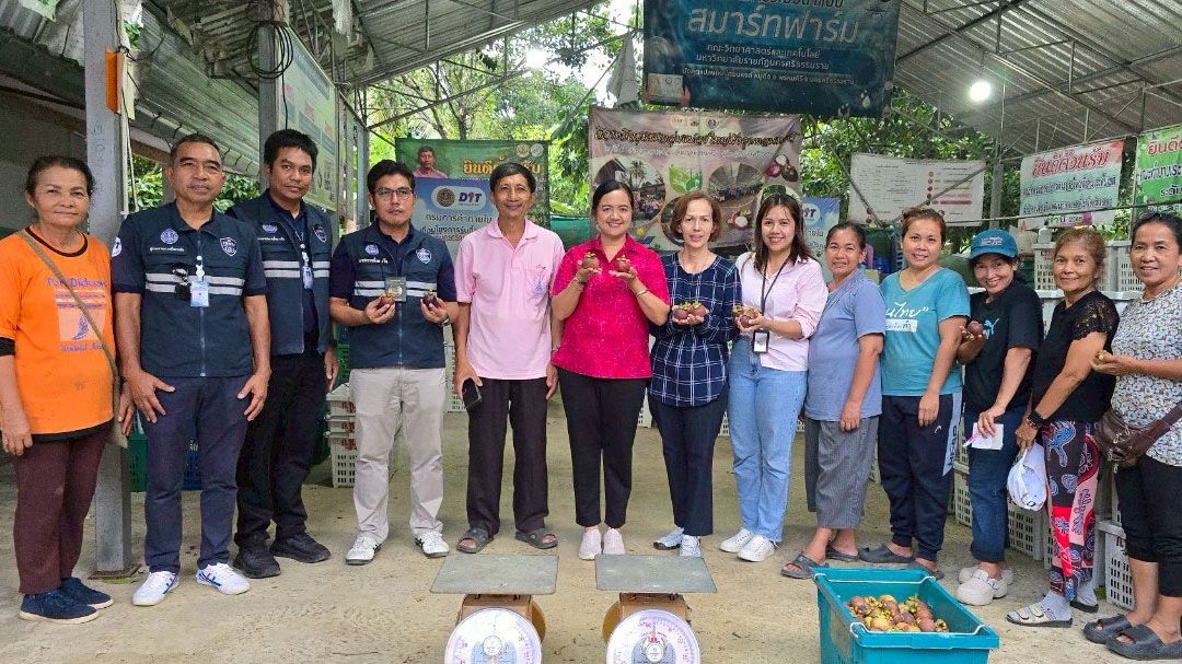 พาณิชย์ลุยช่วยมังคุดนคร ดึงห้างค้าส่ง-ค้าปลีก ล้ง เข้าซื้อ ดันราคาขยับต่อเนื่อง