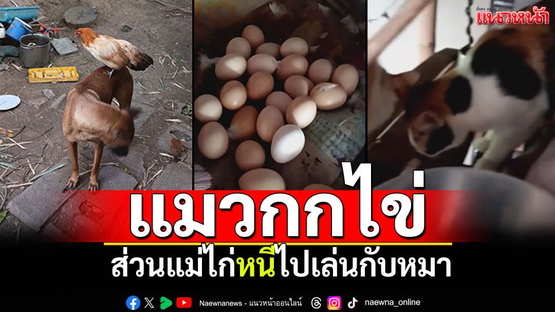 แปลกดี! แมวกกไข่ไก่ ส่วนแม่ไก่หนีไปเล่นกับหมา