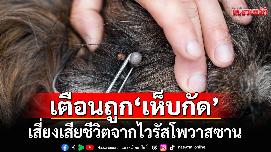 เช็คแล้วข่าวจริง! \'เห็บกัด\'เสี่ยงสมองอักเสบรุนแรงเสียชีวิต จากไวรัสโพวาสซาน