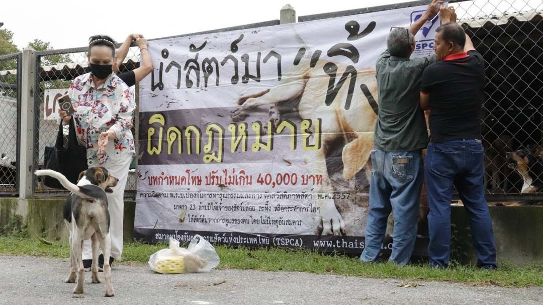 ‘เลขา TSPCA’ชี้ทำบุญต้องไม่ทารุณสัตว์ ทิ้งสัตว์เป็นต้นทางแห่งการทารุณ