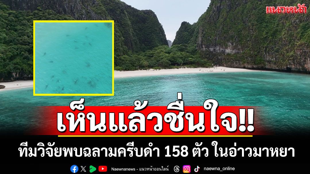 ชื่นใจ!! ทีมวิจัยพบฉลามครีบดำ 158 ตัว ในอ่าวมาหยา เผยเป็นสัญญาณดีต่อระบบนิเวศทะเล