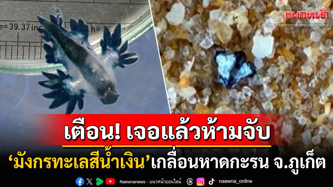พิษร้ายถึงตาย! เตือนนทท.ห้ามจับ'มังกรทะเลสีน้ำเงิน' หลังพบเกลื่อนหาดจ.ภูเก็ต