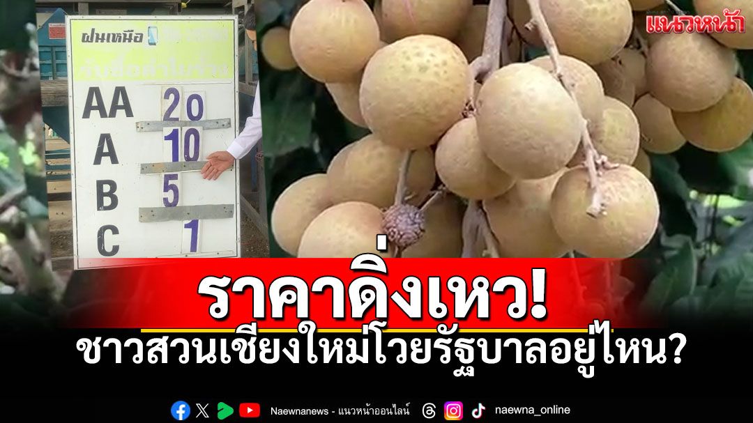 ชาวสวนลำไยเดือดร้อนหนัก! ราคาตกต่ำตั้งแต่ต้นฤดู เกษตรกรวอนรัฐช่วยด่วน