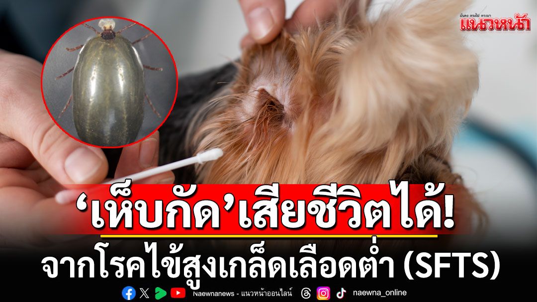 'เห็บกัด'อาจทำให้เสียชีวิตได้ จากโรคไข้สูงเกล็ดเลือดต่ำ (SFTS) ไทยพบดับแล้ว 2 ราย