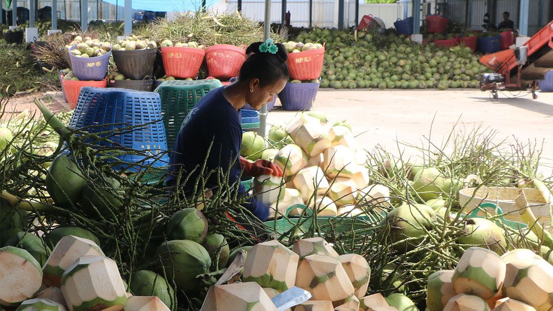 มะพร้าวน้ำหอมราชบุรีล้นตลาด! ราคาดิ่งเหลือ 4 บาท เกษตรกรขาดทุนหนักวอนรัฐแก้ปัญหาด่วน