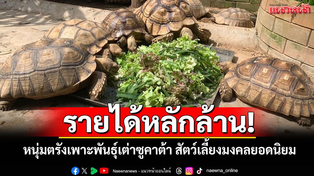 เต่ายักษ์เมืองตรัง หนุ่มใหญ่ปั้น'ซูคาต้า'สัตว์เลี้ยงมงคลอันดับ 3 ของโลกสร้างหลักล้าน