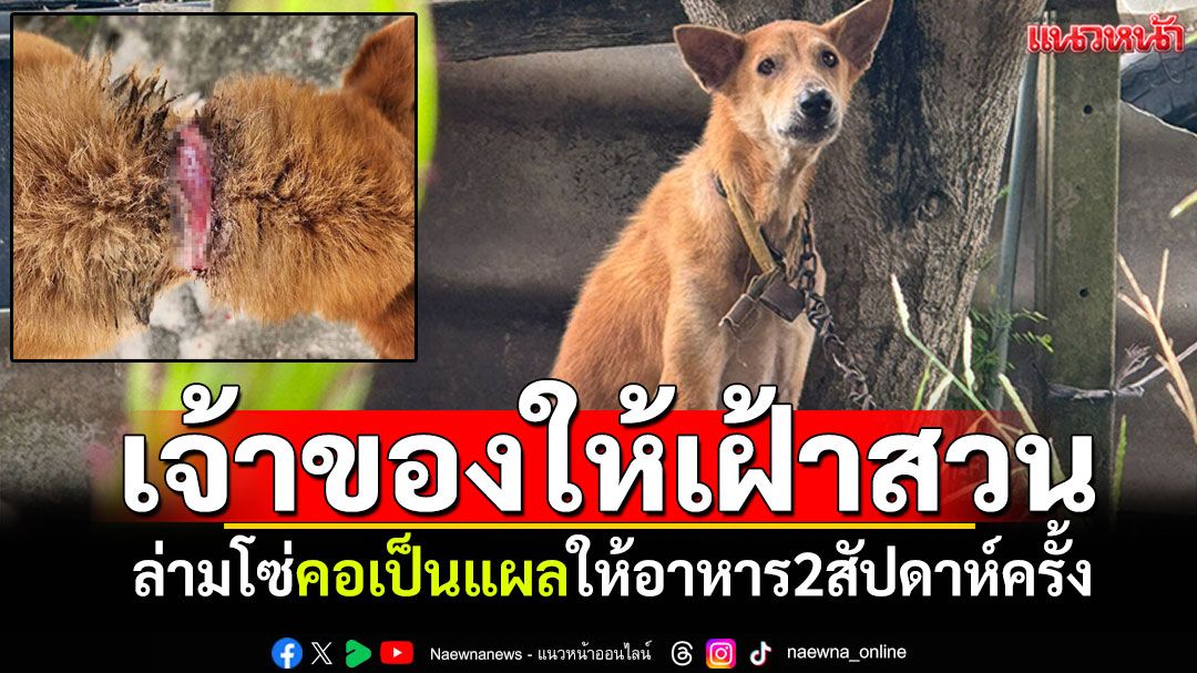 สุดทนเจ้าของใจร้าย! ล่ามโซ่สุนัขคอเป็นแผลลึก ทิ้งไว้ในสวนให้อาหาร2สัปดาห์ครั้ง