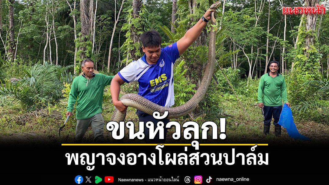 ช็อกปนผวา! เผชิญหน้าจงอางยักษ์เกือบ 5 เมตรกลางสวนปาล์ม