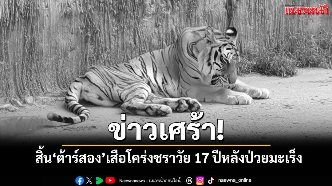 สิ้น 'ต้าร์สอง' เสือโคร่งชราวัย 17 ปีจากไปอย่างสงบหลังต่อสู้กับโรคมะเร็งเต้านม