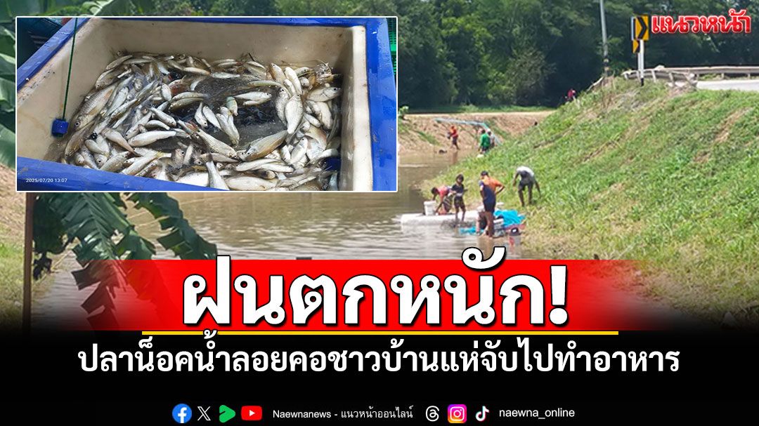 อ่างทองฝนตกหนัก! ปลาน็อคน้ำลอยคอเกลื่อน ชาวบ้านแห่จับไปทำอาหาร