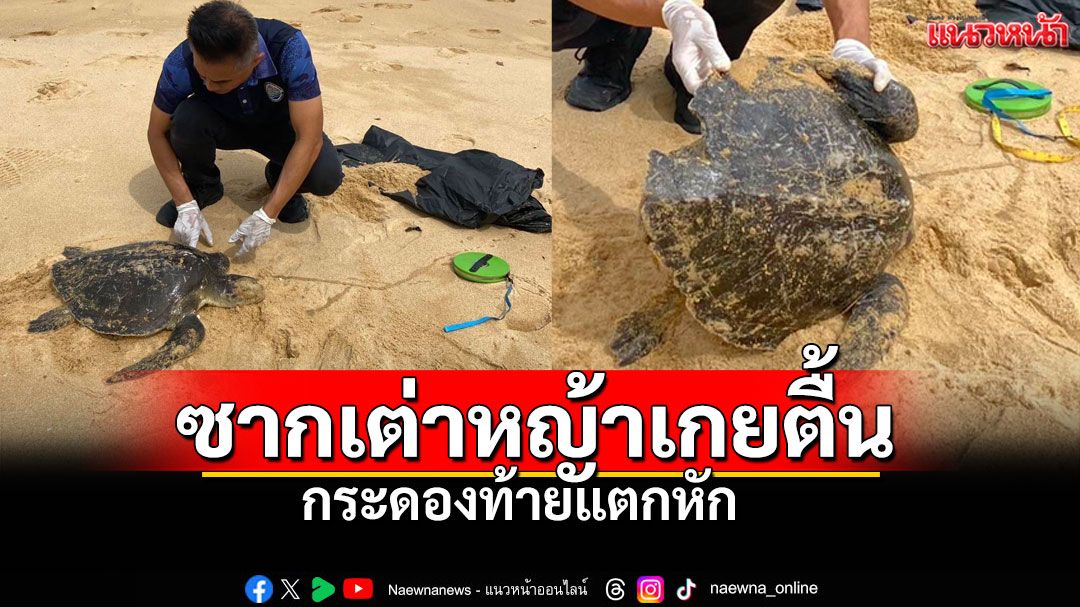 พบซากเต่าหญ้าเกยตื้นหาดนาใต้ 'พังงา' กระดองท้ายแตกหัก