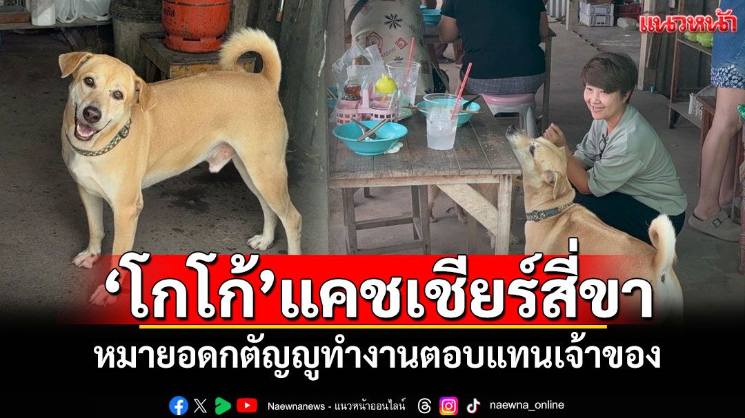 'โกโก้'แคชเชียร์สี่ขา หมายอดกตัญญูทำงานตอบแทนเจ้าของ