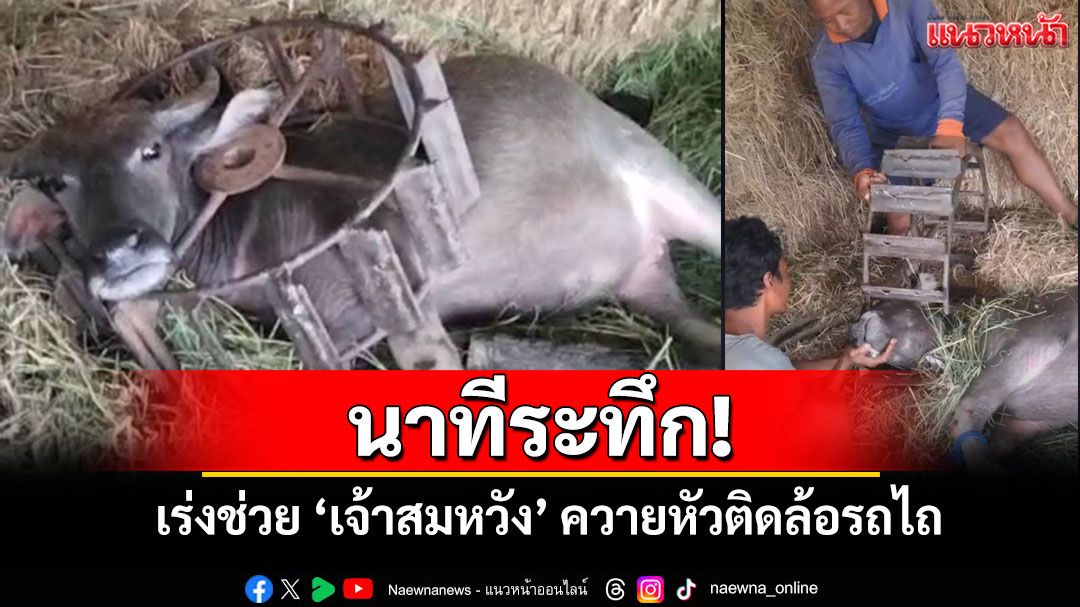 นาทีระทึก! กู้ภัยบุรีรัมย์ใช้เครื่องตัดถ่าง ช่วย'เจ้าสมหวัง'ควายหัวติดล้อรถไถ