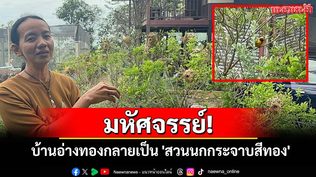 มหัศจรรย์ธรรมชาติ! บ้านอ่างทองกลายเป็น 'สวนนกกระจาบสีทอง' กว่า 100 รัง