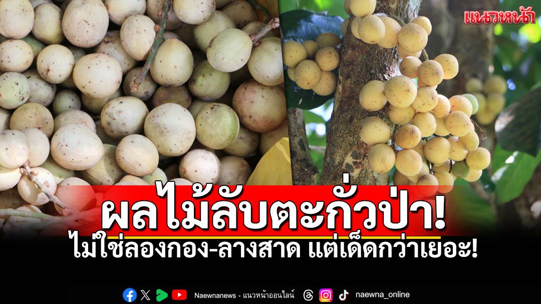 เปิดตัว'มะละกะ' ผลไม้ลับตะกั่วป่า! ไม่ใช่'ลองกอง-ลางสาด' ความอร่อยที่ต้องตามล่า