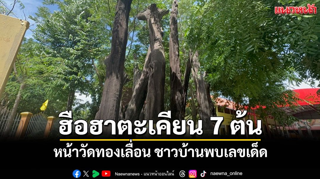 ฮือฮา! ต้นตะเคียน 7 ต้นตั้งตระหง่านหน้าวัดทองเลื่อน ชาวบ้านเชื่อให้โชคพบเลขเด่น