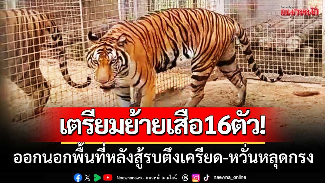 เตรียมขนย้ายเสือ16ตัว! ออกนอกพื้นที่หลังสู้รบตึงเครียด หวั่นหลุดกรง-เป็นอันตราย
