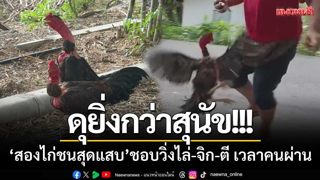 ดุยิ่งกว่าสุนัข! 'เจ้าแฝด2ไก่ชนสุดแสบ' ชอบวิ่งไล่-จิก-ตี คนที่วิ่งออกกำลังกาย