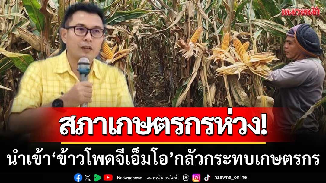 ปธ.สภาเกษตรกรเพชรบูรณ์ห่วง! ‘นำเข้าข้าวโพดจีเอ็มโอ’ กลัวกระทบเกษตรกร