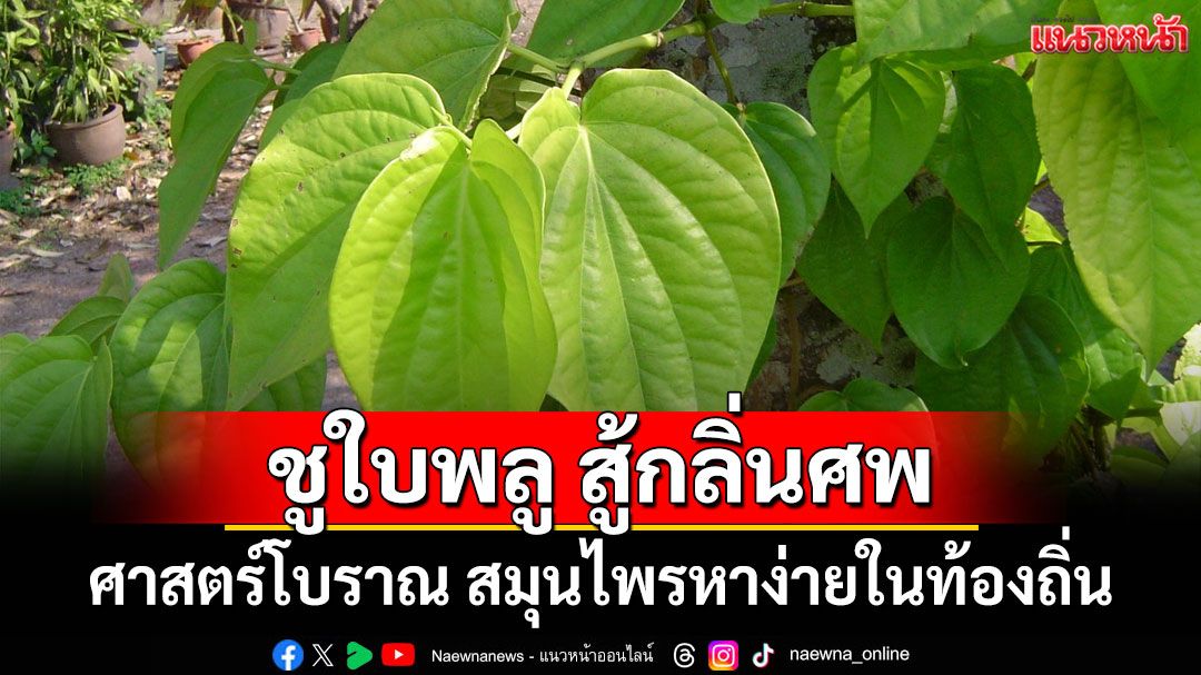 'อภัยภูเบศร'ชูใบพลู สู้กลิ่นศพ ศาสตร์โบราณ สมุนไพรหาง่ายในท้องถิ่น
