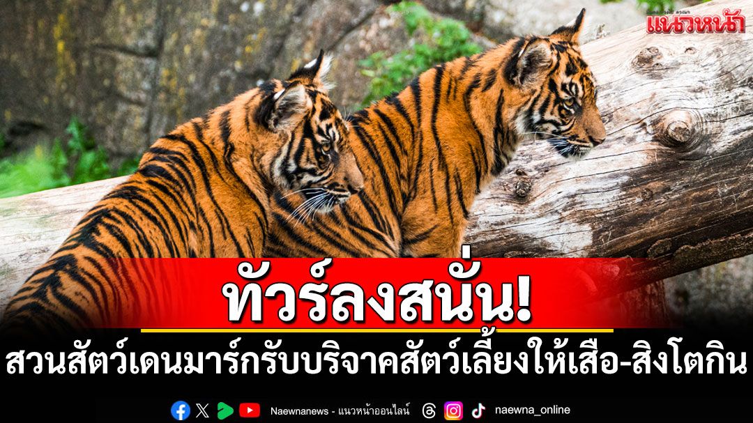 ทัวร์ลงสนั่น! สวนสัตว์เดนมาร์กขอรับบริจาคสัตว์เลี้ยงให้เสือ-สิงโตกิน