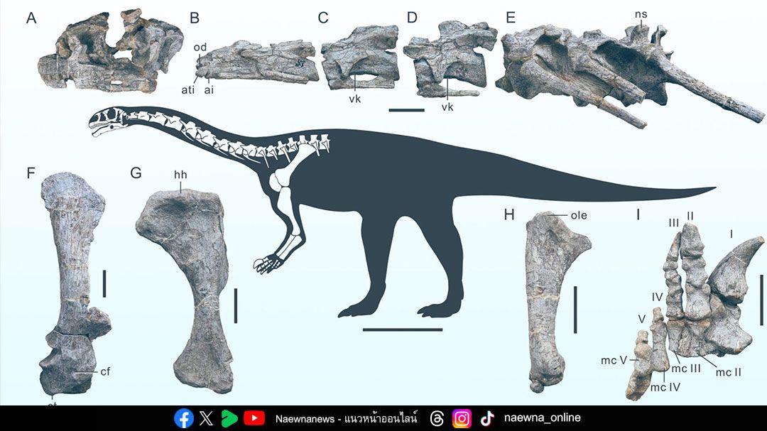 Science Update : นักวิจัยจีนพบ ‘ไดโนเสาร์ซอโรโพโดมอร์ฟ’