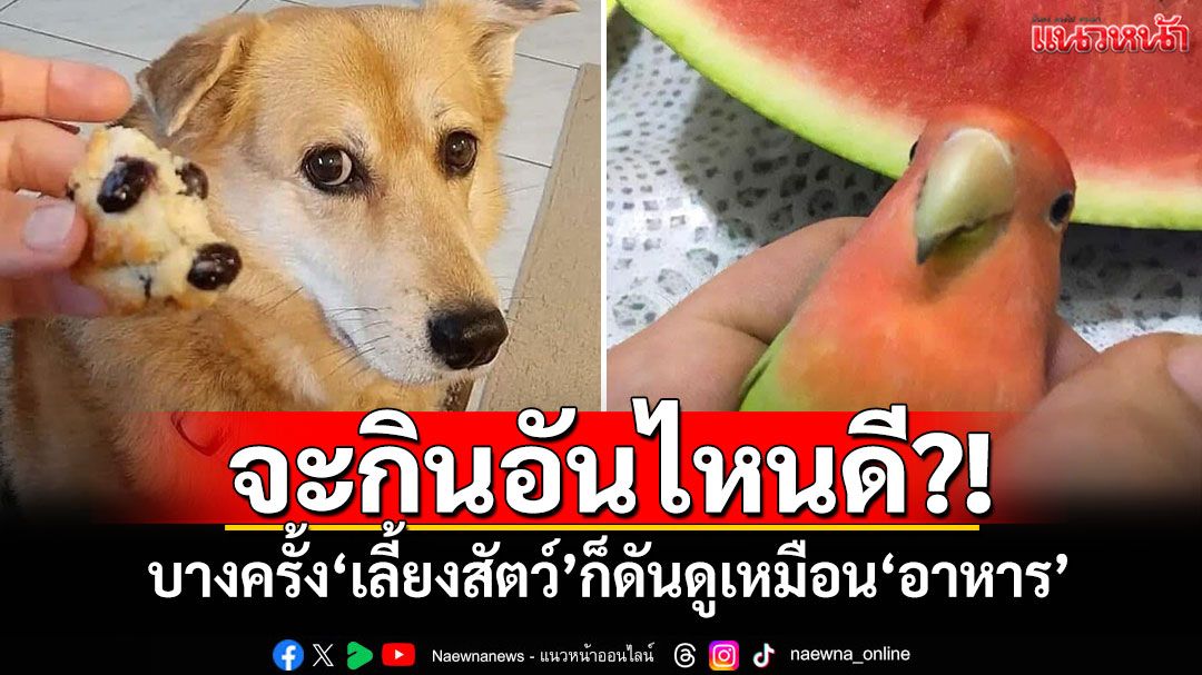 จะกินอันไหนดี?! บางครั้ง'เลี้ยงสัตว์'ก็ดันดูเหมือน'อาหาร'