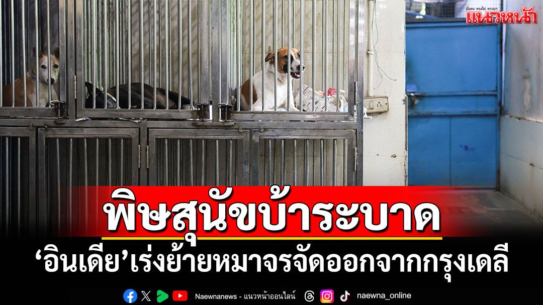 'อินเดีย'เร่งย้ายหมาจรจัดออกจาก'กรุงเดลี' หลังพิษสุนัขบ้าระบาดหนัก
