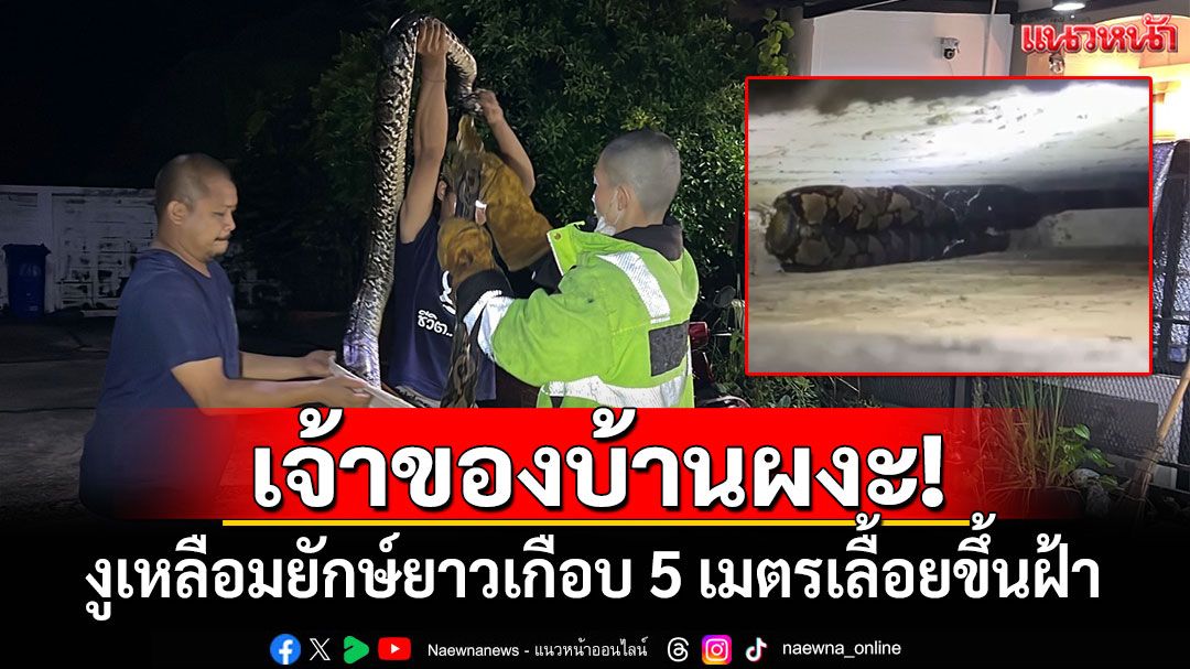 เจ้าของบ้านผงะ! งูเหลือมยักษ์ยาวเกือบ 5 เมตรเลื้อยขึ้นฝ้า